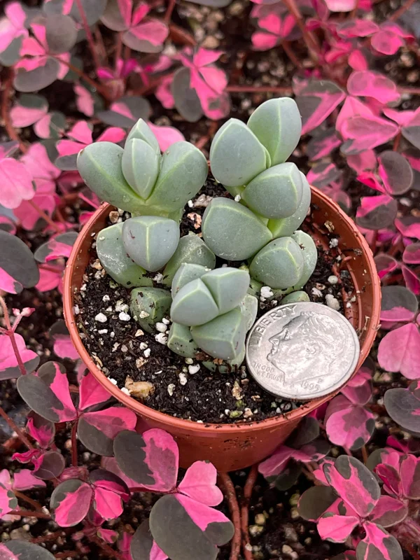 Ice Plant Delosperma Taylorii Live Plant - Drought Tolerant Groundcover - Image 4