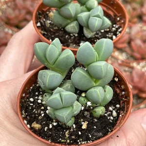 Ice Plant Delosperma Taylorii Live Plant - Drought Tolerant Groundcover - Image 5