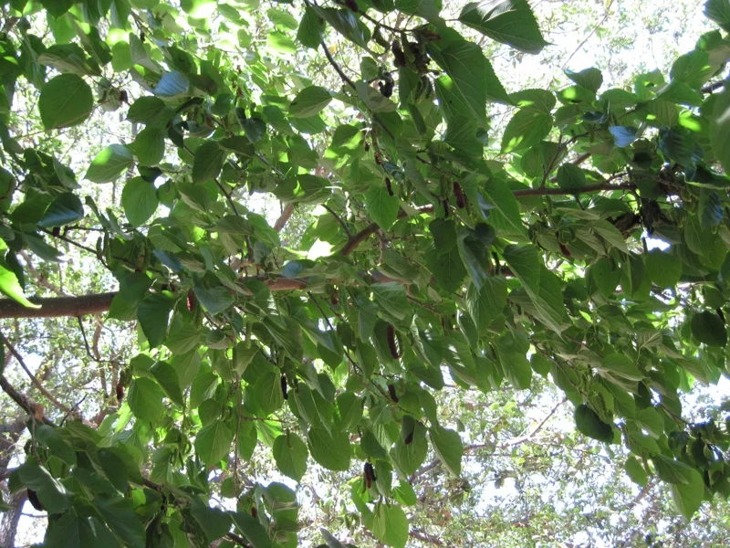 Illinois Everbearing Mulberry Tree - Live Plant - Excellent Fruit - Image 2