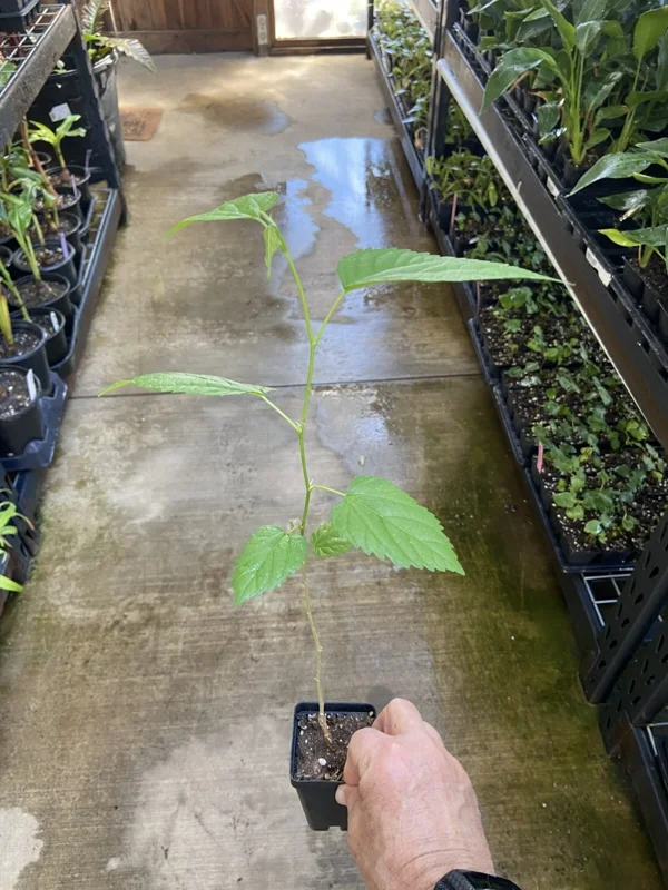 Illinois Everbearing Mulberry Tree - Live Plant - Excellent Fruit - Image 3
