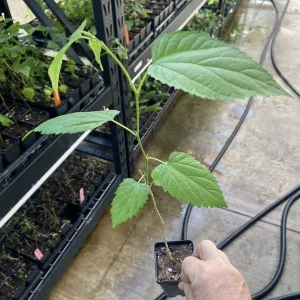 Illinois Everbearing Mulberry Tree - Live Plant - Excellent Fruit - Image 4
