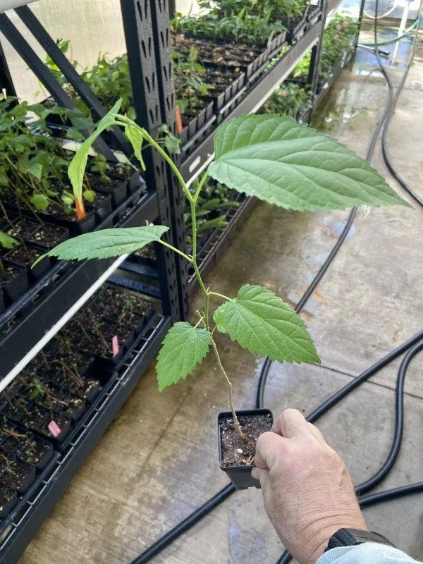 Illinois Everbearing Mulberry Tree - Live Plant - Excellent Fruit - Image 4