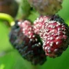 Illinois Everbearing Mulberry Tree - Live Plant - Excellent Fruit - Image 1