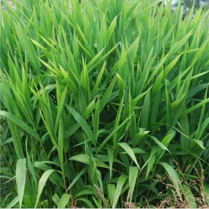 Inland Sea Oats Live Plant – 1 Gallon Pot – Outdoor Ornamental Grass - Image 2