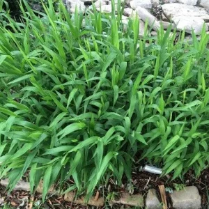 Inland Sea Oats Live Plant – 1 Gallon Pot – Outdoor Ornamental Grass - Image 3
