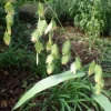 Inland Sea Oats Live Plant – 1 Gallon Pot – Outdoor Ornamental Grass - Image 1