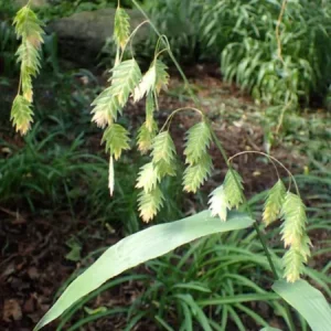Inland Sea Oats Live Plant – 1 Gallon Pot – Outdoor Ornamental Grass - Image 1