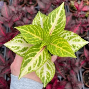 Iresine Lindenii Formosa Yellow Live Plant – Blood Leaf – Vibrant Foliage - Image 2
