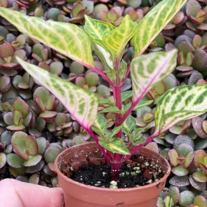 Iresine Lindenii Formosa Yellow Live Plant – Blood Leaf – Vibrant Foliage - Image 3