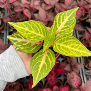 Iresine Lindenii Formosa Yellow Live Plant – Blood Leaf – Vibrant Foliage - Image 4
