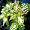 Iresine Lindenii Formosa Yellow Live Plant – Blood Leaf – Vibrant Foliage - Image 1