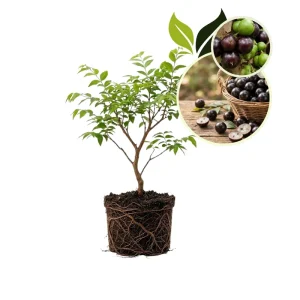 Jaboticaba Live Plant 1ft Tall - Brazilian Tree Grape Starter Indoor/Outdoor - Image 1