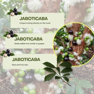 Jaboticaba Live Plant 1ft Tall - Brazilian Tree Grape Starter Indoor/Outdoor - Image 2