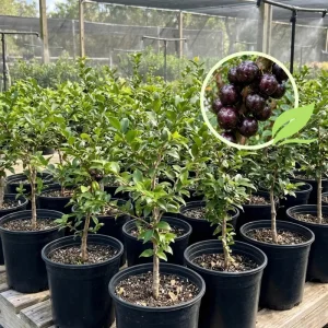 Jaboticaba Live Plant 1ft Tall - Brazilian Tree Grape Starter Indoor/Outdoor - Image 3