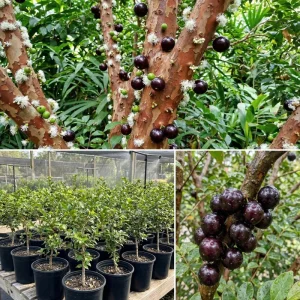 Jaboticaba Live Plant 1ft Tall - Brazilian Tree Grape Starter Indoor/Outdoor - Image 4