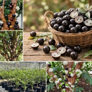 Jaboticaba Live Plant 1ft Tall - Brazilian Tree Grape Starter Indoor/Outdoor - Image 5