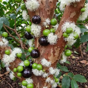 Jaboticaba Live Plant 1ft Tall - Brazilian Tree Grape Starter Indoor/Outdoor - Image 6