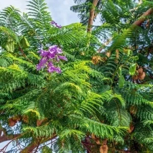 Jacaranda Mimosifolia Purple Flowering Tree - 3 Live Unrooted 6