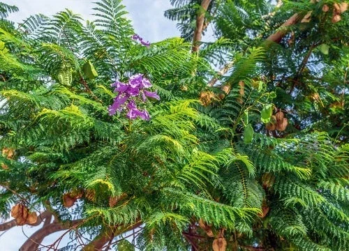 Jacaranda Mimosifolia Purple Flowering Tree - 3 Live Unrooted 6" Cuttings - Image 2