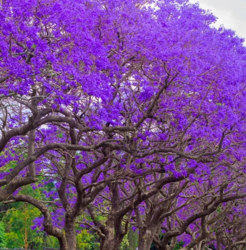 Jacaranda Mimosifolia Purple Flowering Tree - 3 Live Unrooted 6" Cuttings - Image 1