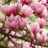 Jane Magnolia Tree – Live Plant, Purple-Pink Blooms, Deciduous Shrub - Image 1