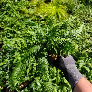 Japanese Beech Fern Live Plant – Thelypteris decursive-pinnata – 5.25