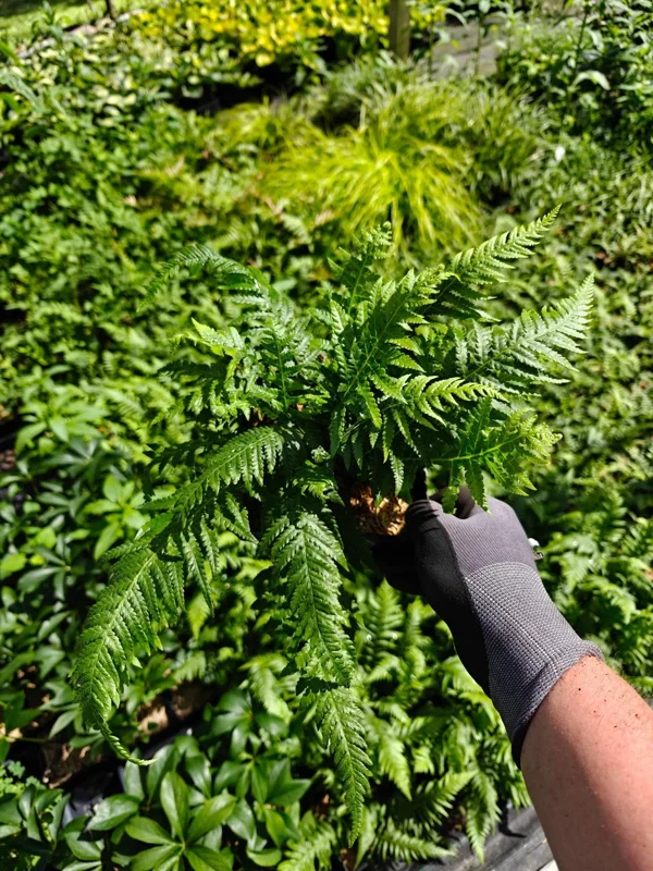 Japanese Beech Fern Live Plant – Thelypteris decursive-pinnata – 5.25" Pot – Perennial - Image 2