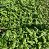 Japanese Beech Fern Live Plant – Thelypteris decursive-pinnata – 5.25" Pot – Perennial - Image 1