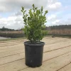 Japanese Boxwood Live Plant – 1 Gallon – Outdoor Shrub - Image 1