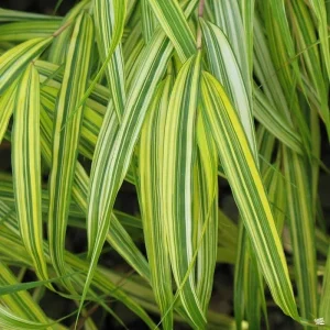 Japanese Forest Grass 'Aureola' Live Starter Plant - Hakonechloa - Image 2