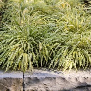Japanese Forest Grass 'Aureola' Live Starter Plant - Hakonechloa - Image 3
