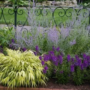 Japanese Forest Grass 'Aureola' Live Starter Plant - Hakonechloa - Image 4