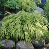 Japanese Forest Grass 'Aureola' Live Starter Plant - Hakonechloa - Image 1