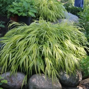 Japanese Forest Grass 'Aureola' Live Starter Plant - Hakonechloa - Image 1