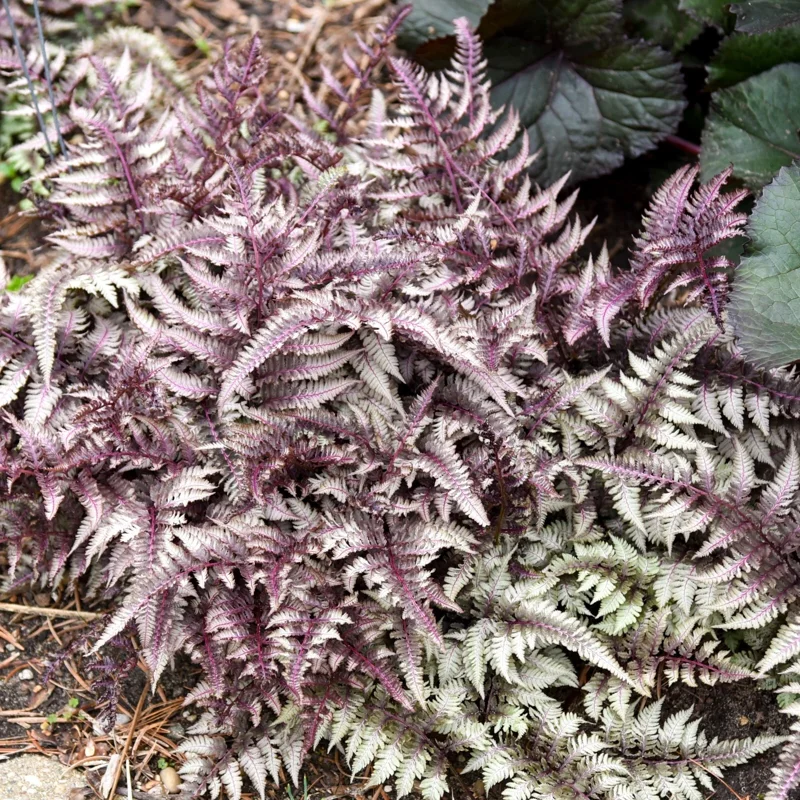 Japanese Painted Fern 'Pictum' Live Plant - Athyrium niponicum - 5.25" Pot - Image 2