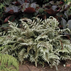 Japanese Painted Fern 'Pictum' Live Plant - Athyrium niponicum - 5.25