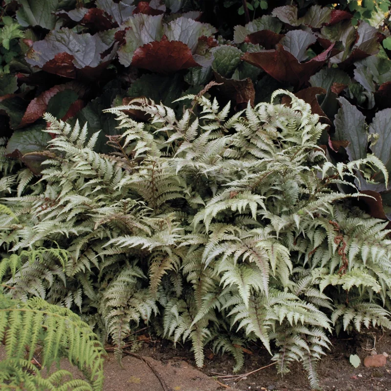 Japanese Painted Fern 'Pictum' Live Plant - Athyrium niponicum - 5.25" Pot - Image 1