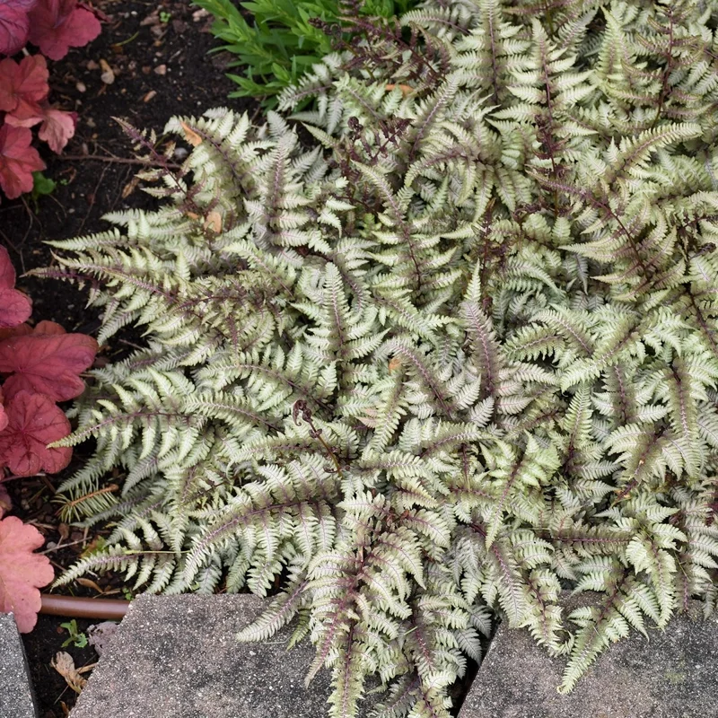Japanese Painted Fern 'Pictum' Live Plant - Athyrium niponicum - 5.25" Pot - Image 3