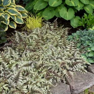 Japanese Painted Fern 'Pictum' Live Plant - Athyrium niponicum - 5.25