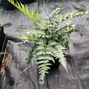 Japanese Painted Fern 'Pictum' Live Plant - Athyrium niponicum - 5.25