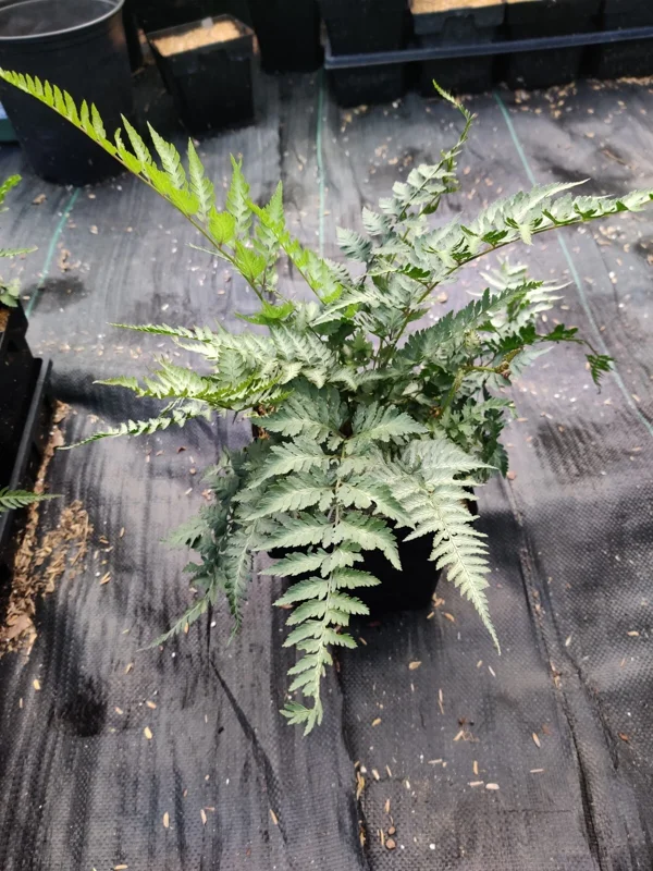 Japanese Painted Fern 'Pictum' Live Plant - Athyrium niponicum - 5.25" Pot - Image 5