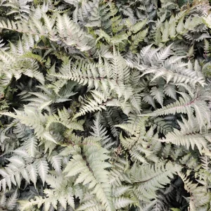 Japanese Painted Fern 'Pictum' Live Plant - Athyrium niponicum - 5.25