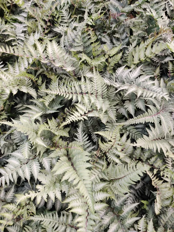 Japanese Painted Fern 'Pictum' Live Plant - Athyrium niponicum - 5.25" Pot - Image 6