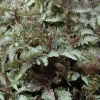 Japanese Painted Fern 'Red Beauty' Live Plant 5.25" Pot - Athyrium niponicum - Image 1