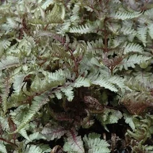Japanese Painted Fern 'Red Beauty' Live Plant 5.25" Pot - Athyrium niponicum - Image 1