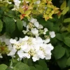 Japanese Snowball Viburnum Bush – Live Plant – 6-12" Tall Seedling – 3" Pot - Image 1