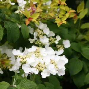 Japanese Snowball Viburnum Bush – Live Plant – 6-12" Tall Seedling – 3" Pot - Image 1