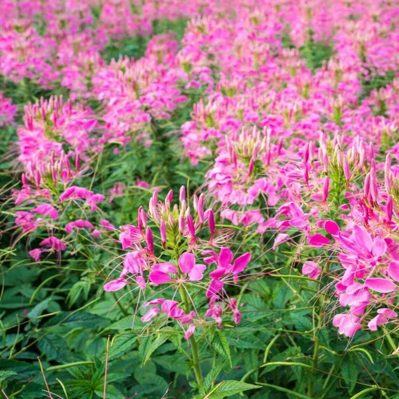 Jazzberry Spider Flower Seeds - 100 Count Perennial for Butterflies - Image 1
