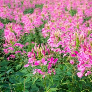 Jazzberry Spider Flower Seeds - 100 Count Perennial for Butterflies - Image 9
