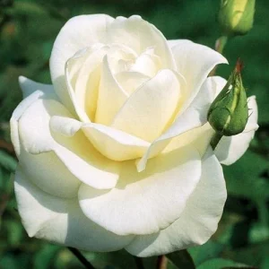 JFK White Rose Bush Cuttings - 3 Unrooted 6